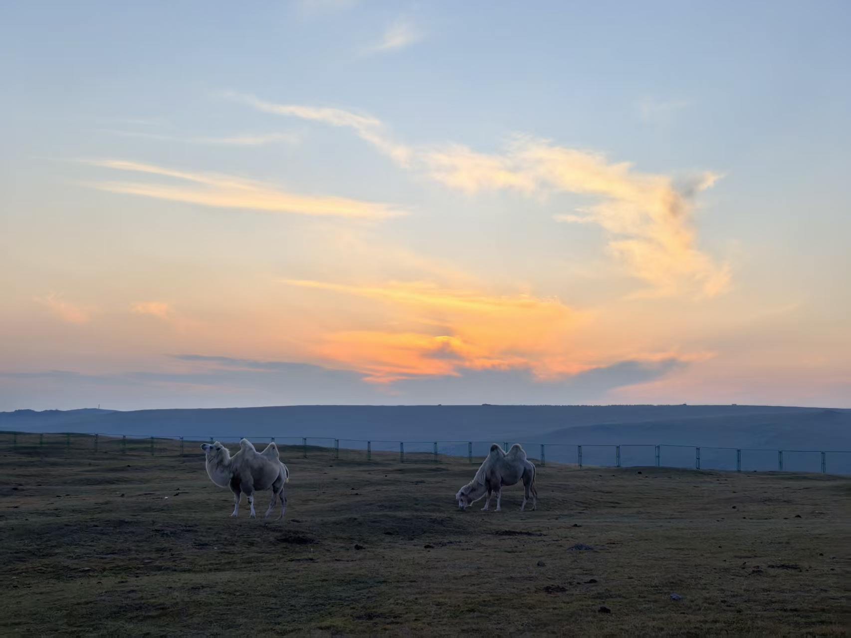 Camels grazing on the grassland at sunset